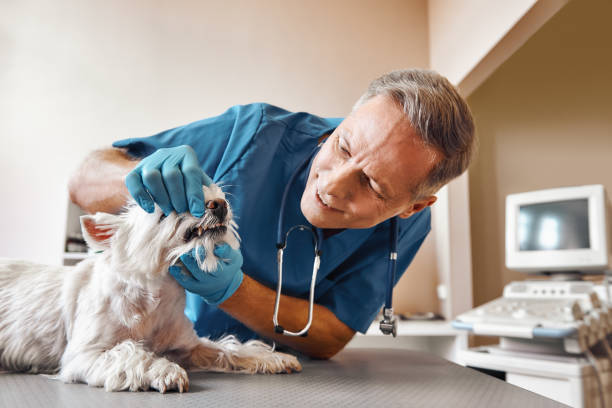 Best Weekend Emergency Dental Services in Chewelah, WA
